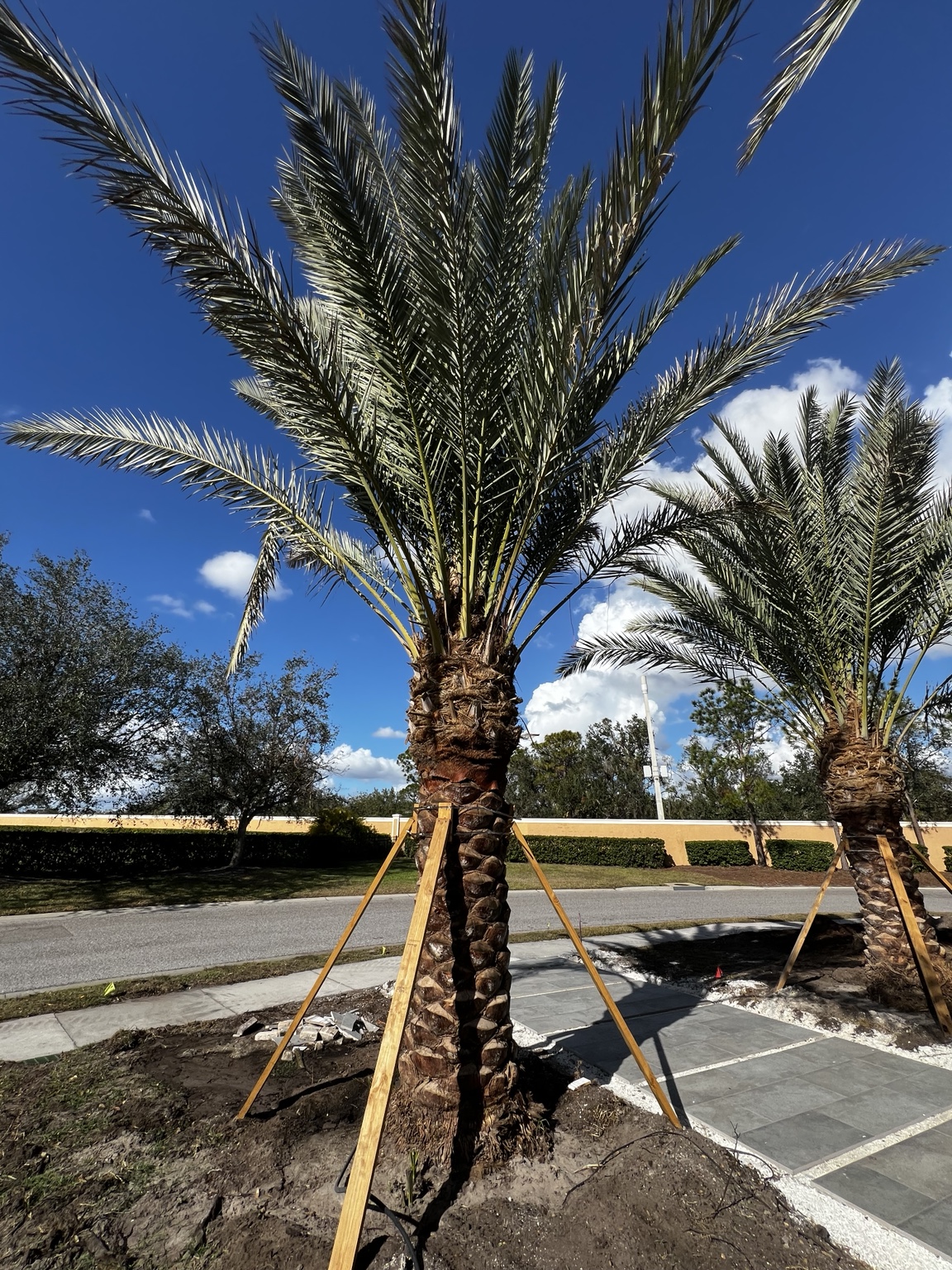 Newly installed Medjool date palms aligned and braced at a Florida commercial landscape project