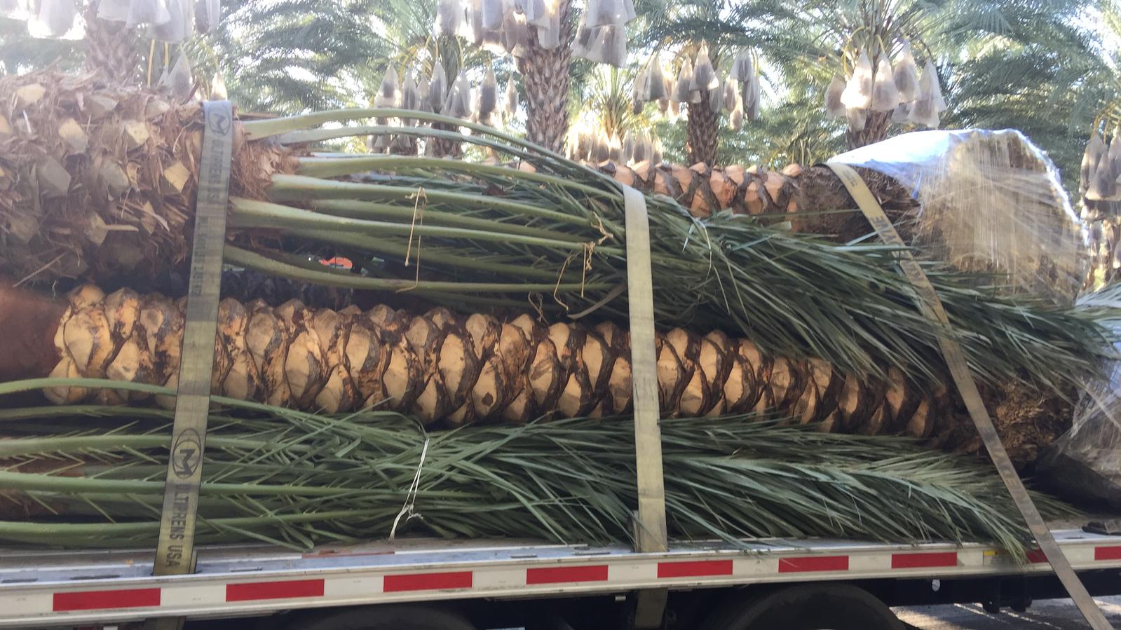Diamond-cut Medjool palms secured on a flatbed with crowns consolidated