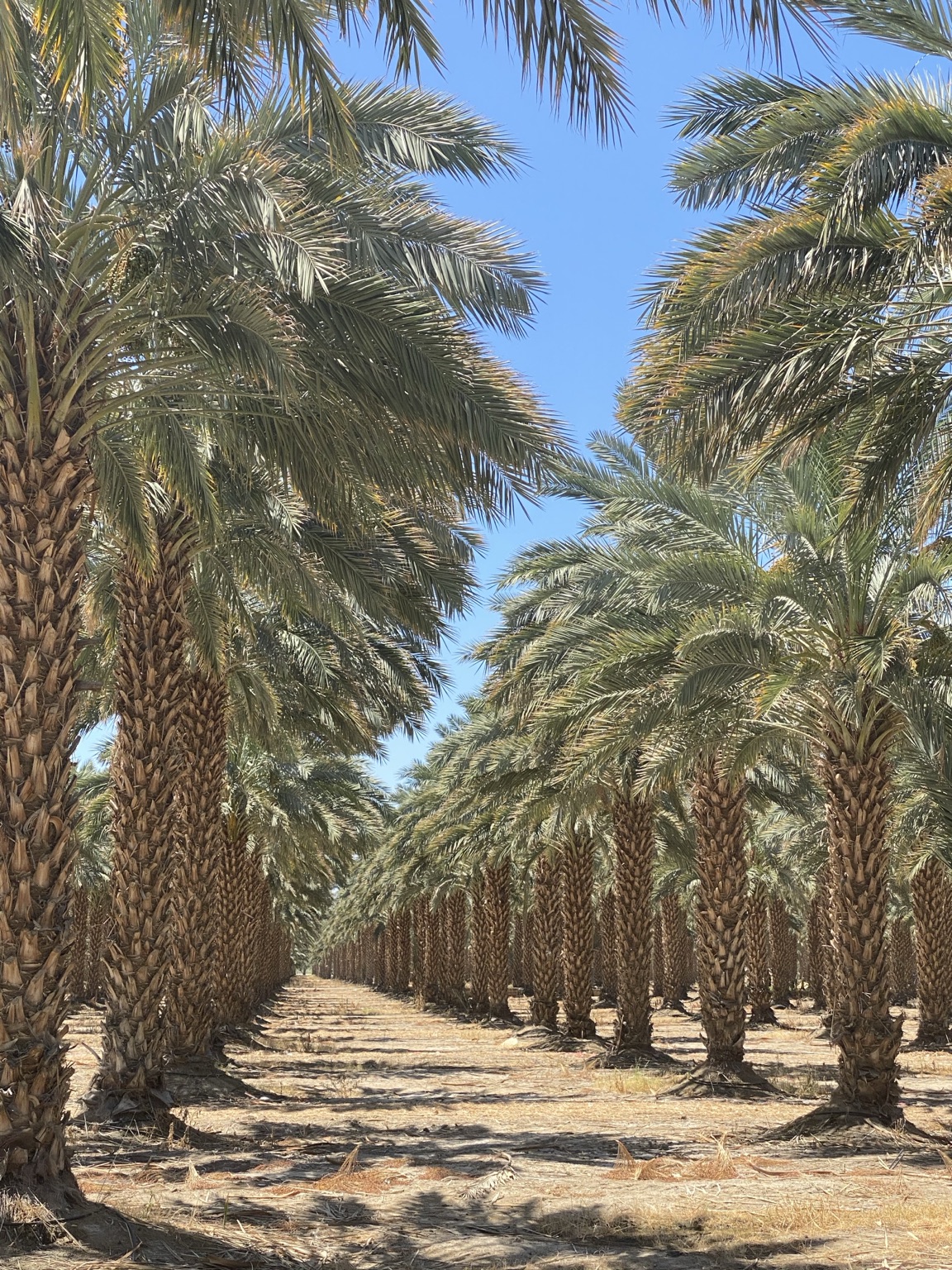 Long orderly rows of mature date palms in a California low-desert grove