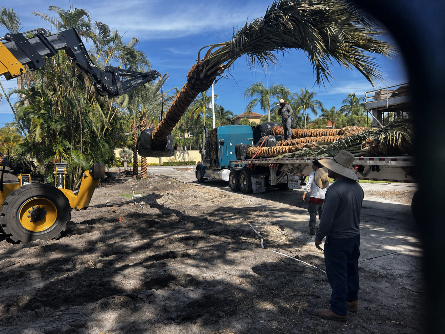 Crew unloading mature Medjool palms from a flatbed at a landscape project