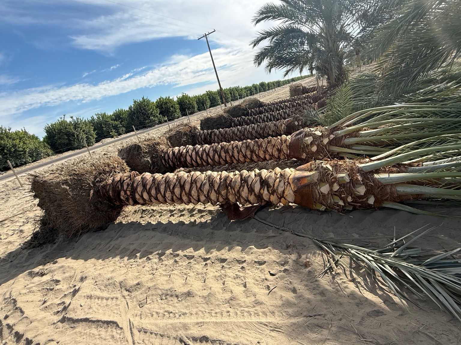 Freshly dug diamond-cut date palms with intact root balls in Mecca California