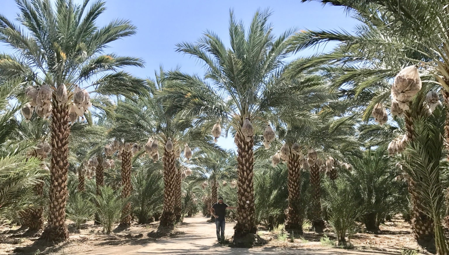 Rows of mature fruit-bearing Medjool palms in the California low desert