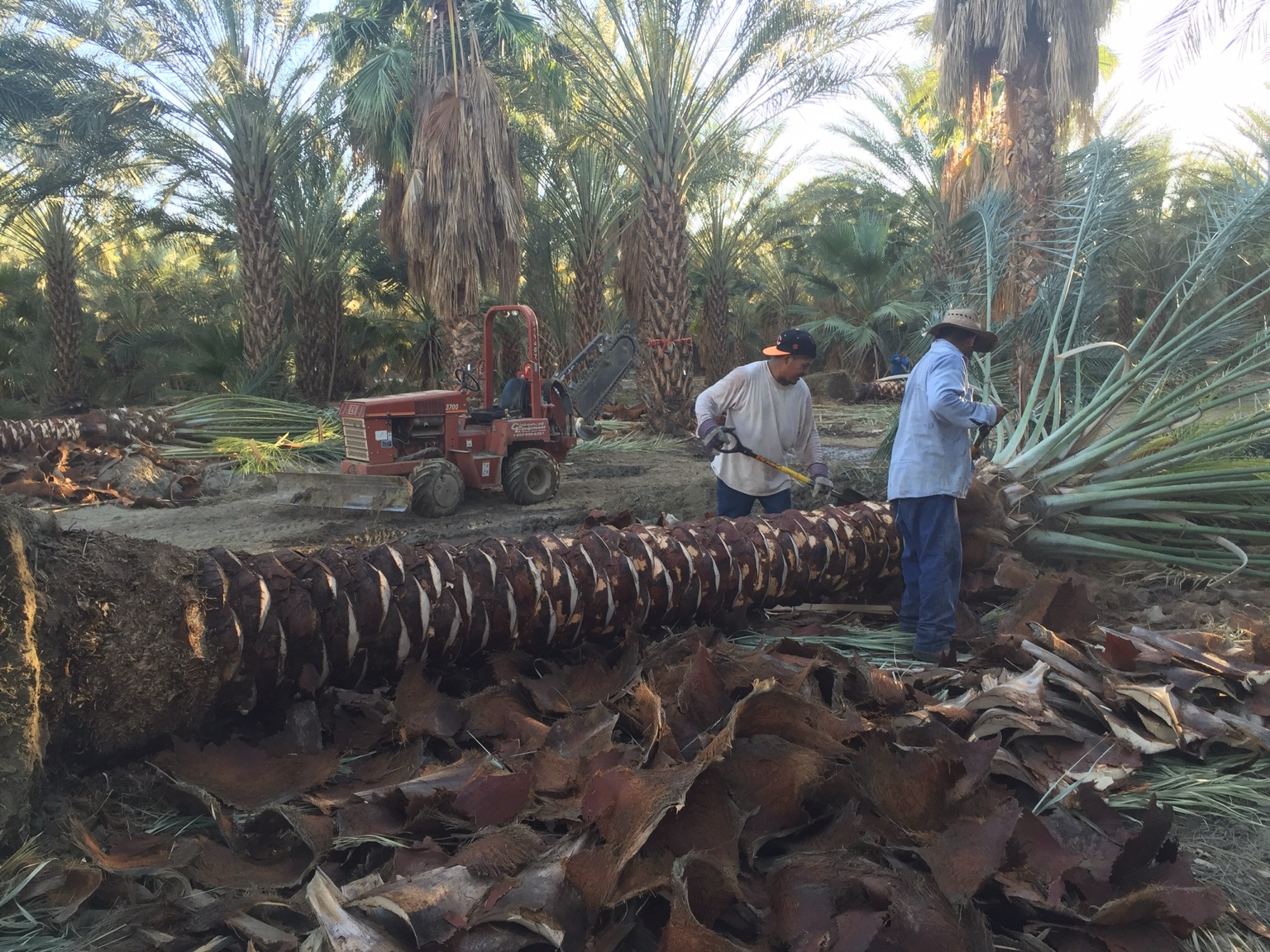 Two skilled crew members hand-finishing the trunk of a harvested Medjool date palm