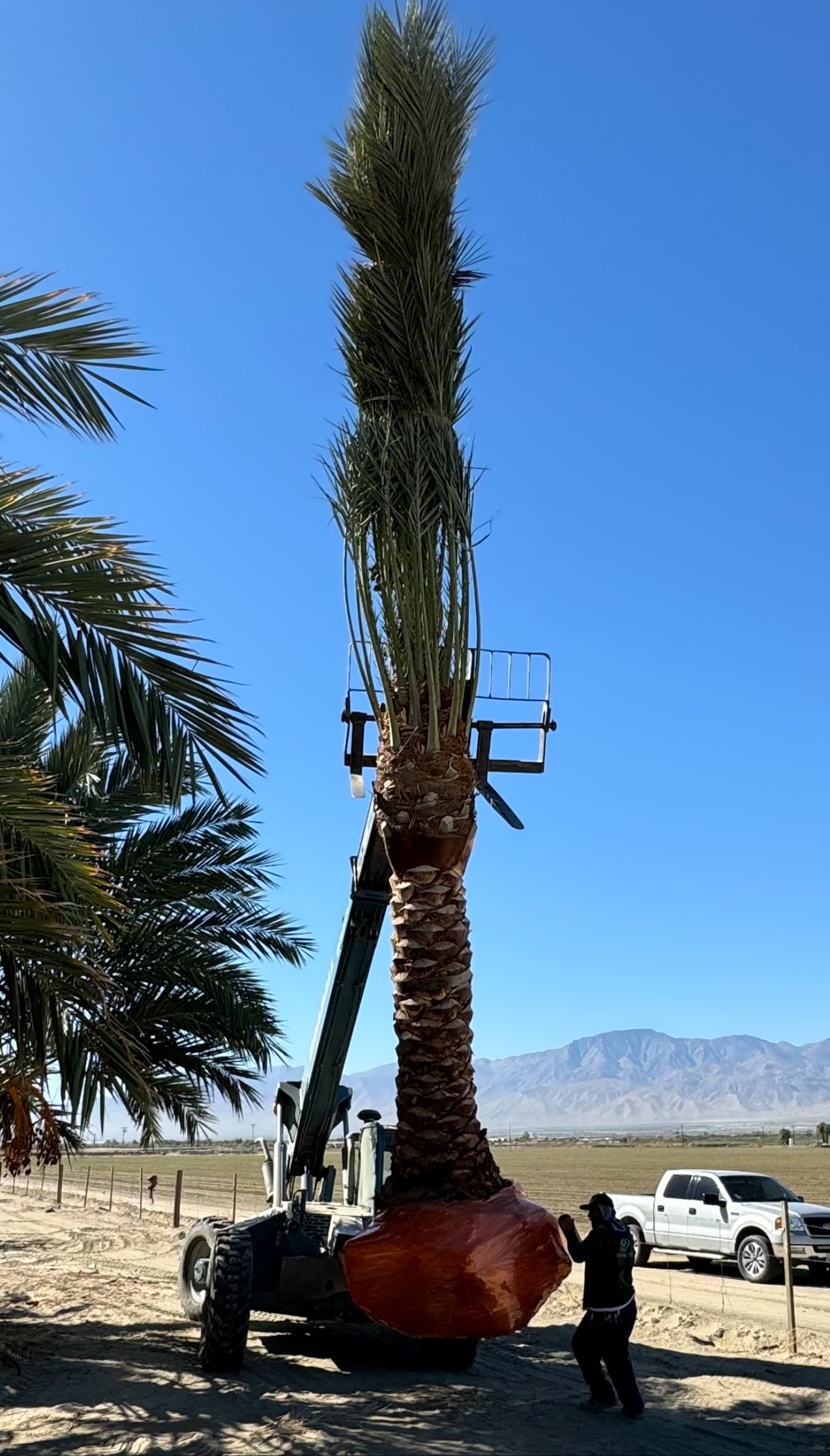 Prepared Medjool palm lifted by telehandler with wrapped root ball