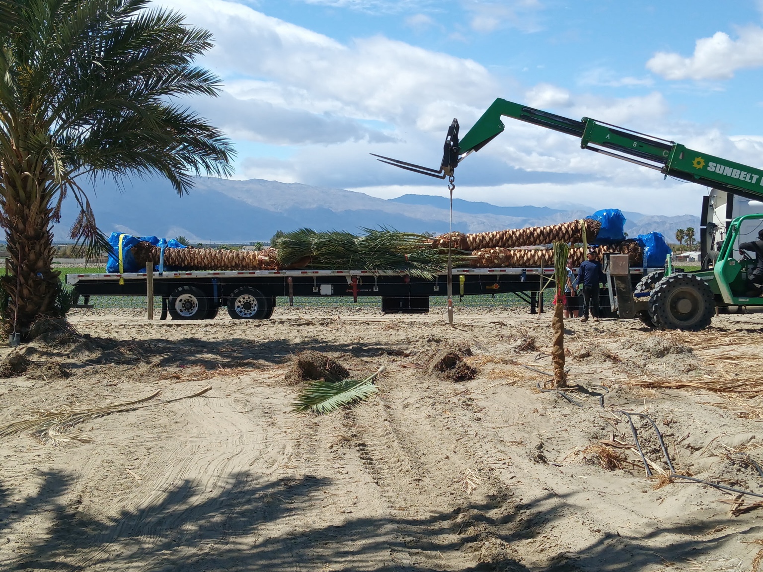 Crew loading prepared Medjool palms onto a flatbed trailer in California