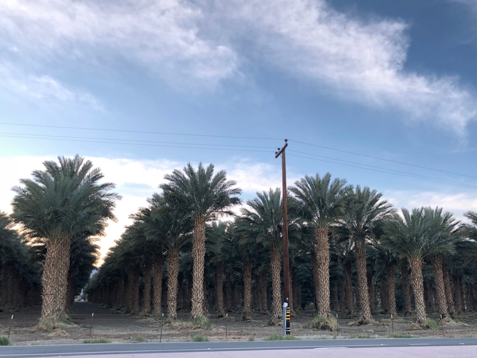 Mature landscape-scale date palms growing in a California grove
