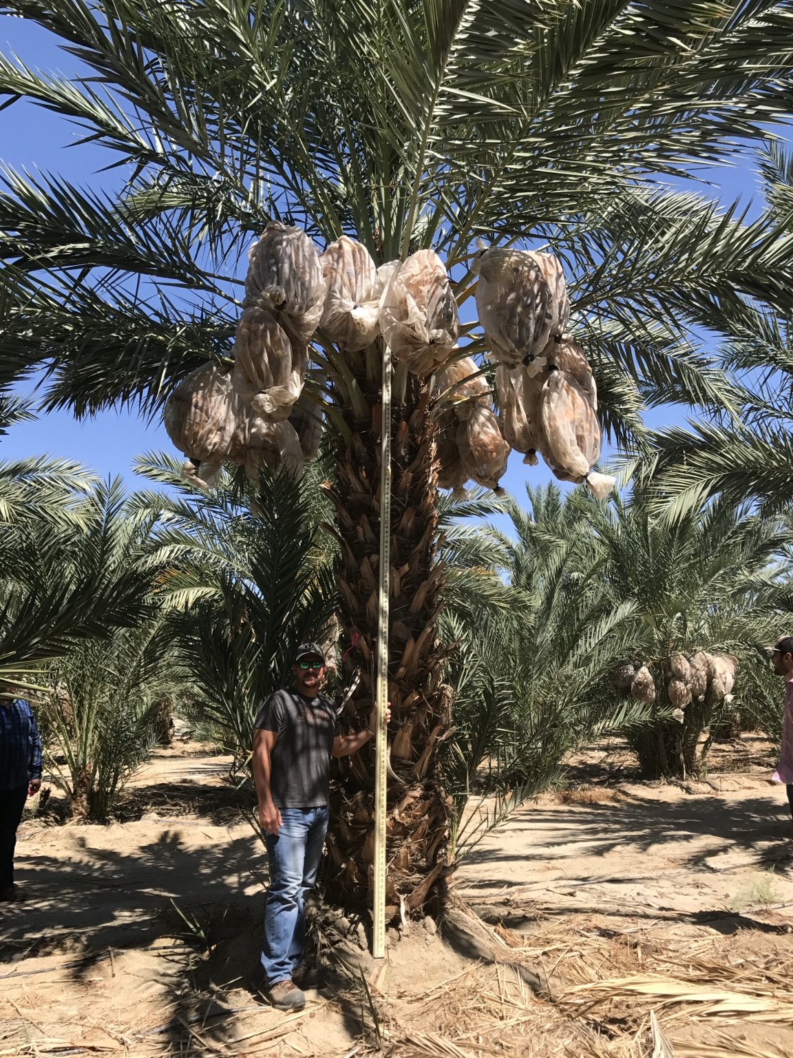 Mature fruit-bearing Medjool date palm measured in a California grove