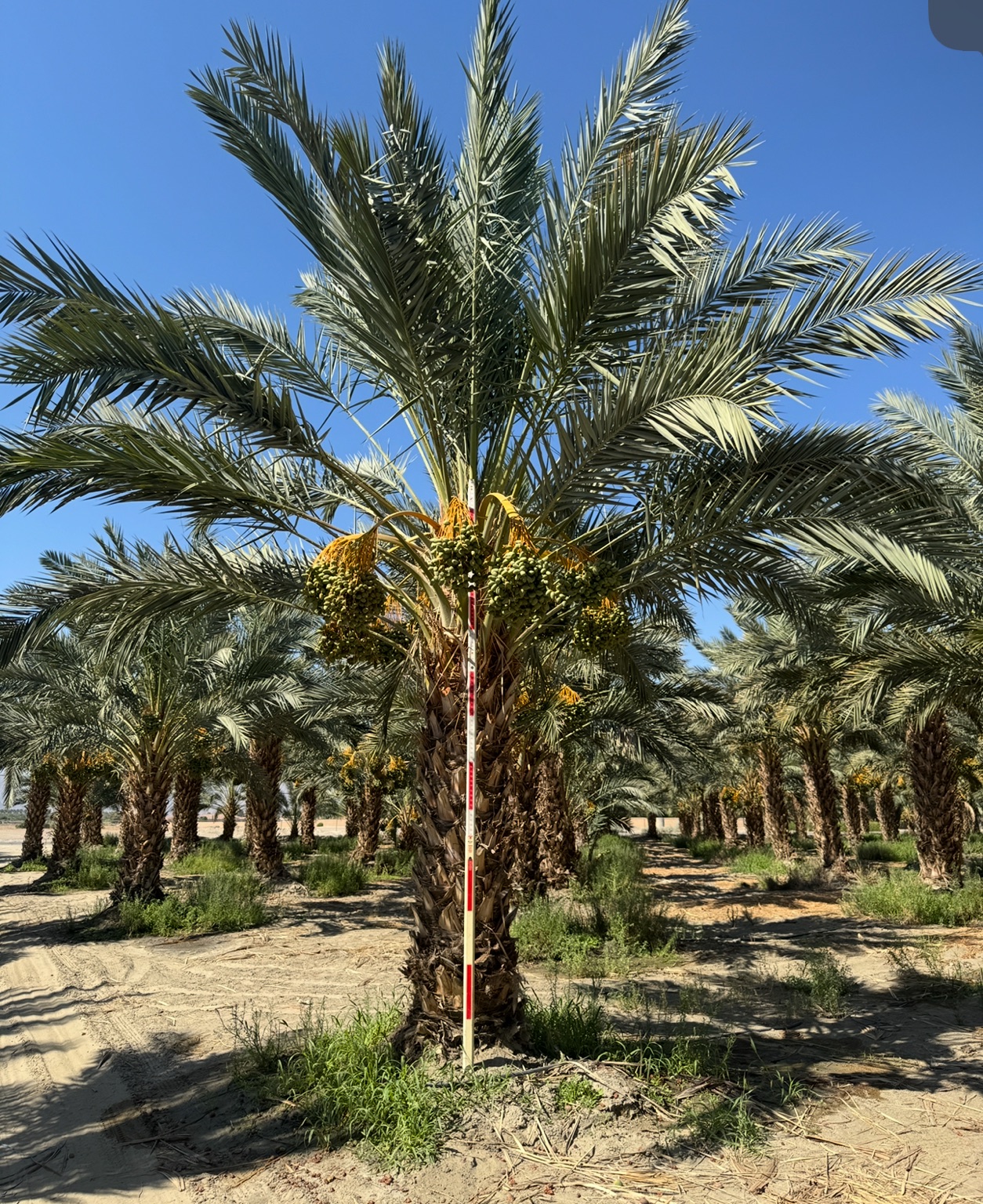 Rows of mature landscape-grade Medjool palms available in a California grove