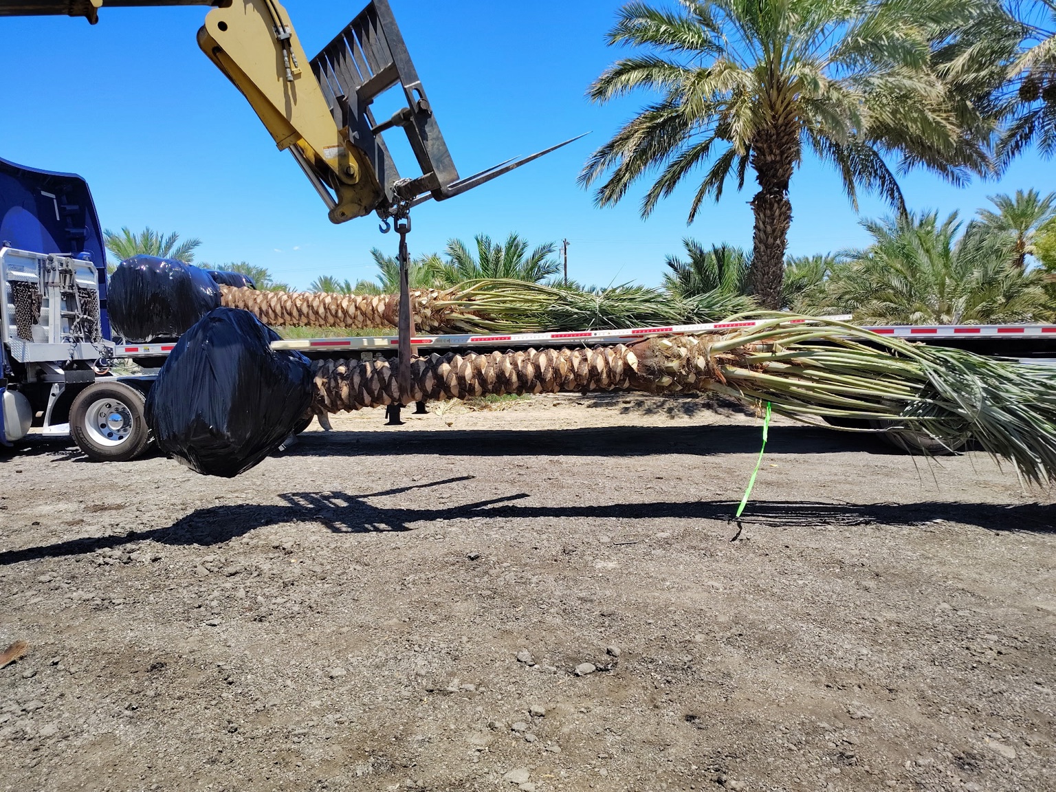 Diamond-cut Medjool palm suspended level beside a flatbed during loading