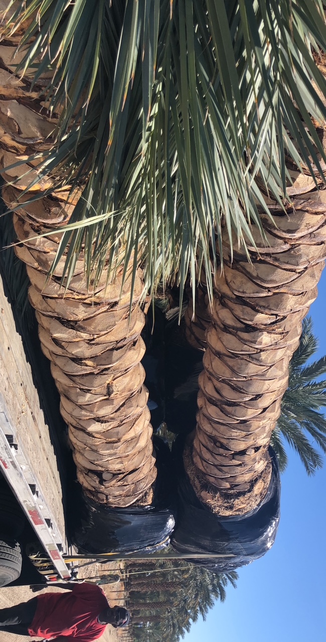 Diamond-cut Medjool palms placed on a flatbed trailer with protected root balls